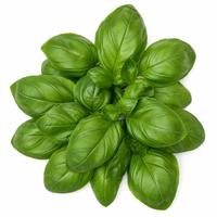 Bazalka čerstvá, kalorie a nutriční hodnoty