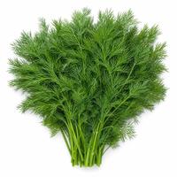 Kopr čerstvý, kalorie a nutriční hodnoty