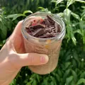 Chia pudink s nektarinkami a čokoládou, recept z Nutrikalkulačky