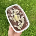 Domácí zmrzlina s borůvkami a čokoládou, recept z Nutrikalkulačky